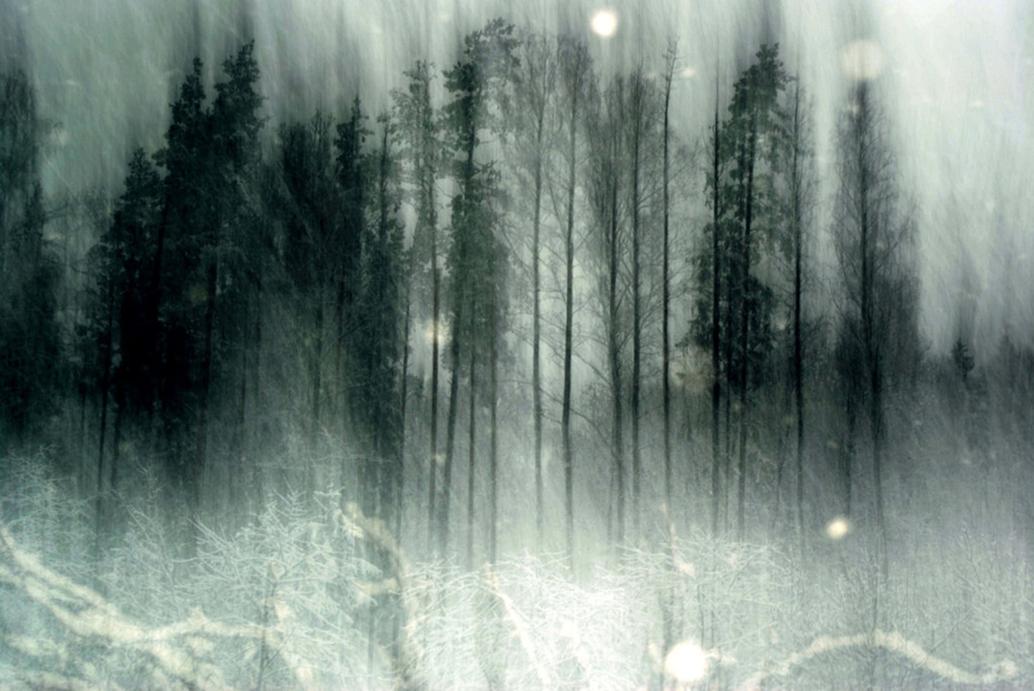 haunted forests, misty winter forest, tall dark trees, 4K Desktop Wallpaper