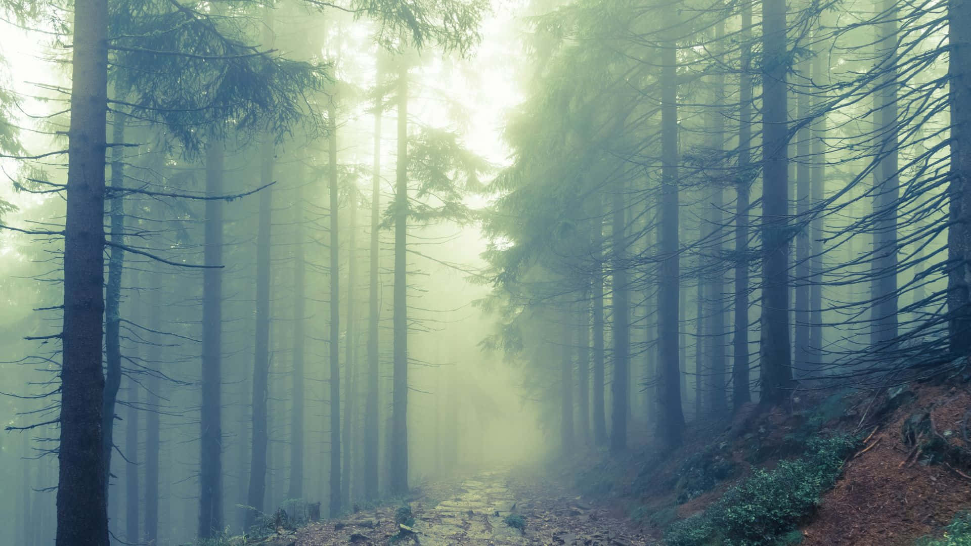 Haunted Forests, misty forest path, tall evergreen trees, Full HD Desktop Wallpaper