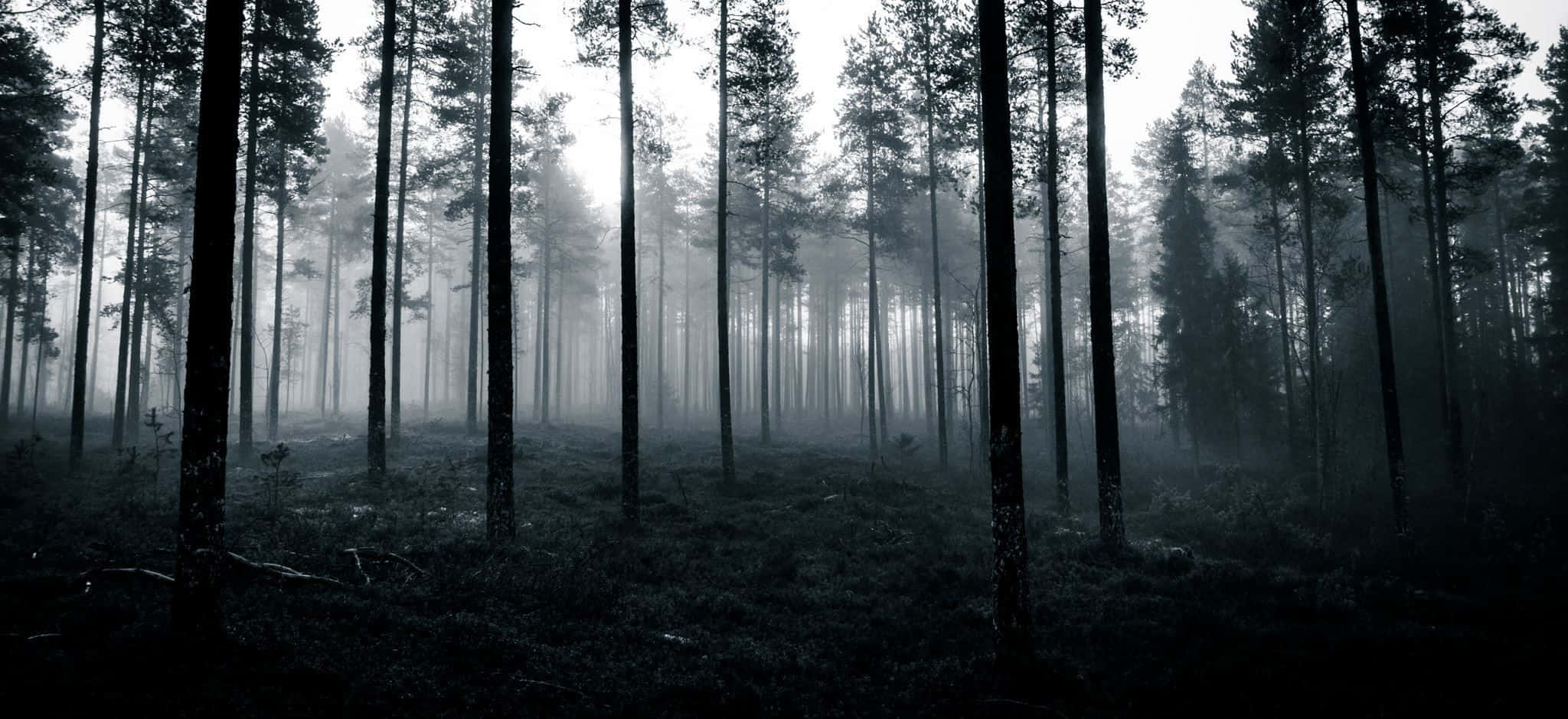 haunted forests, misty dawn, towering pine trees, Full HD Desktop Wallpaper