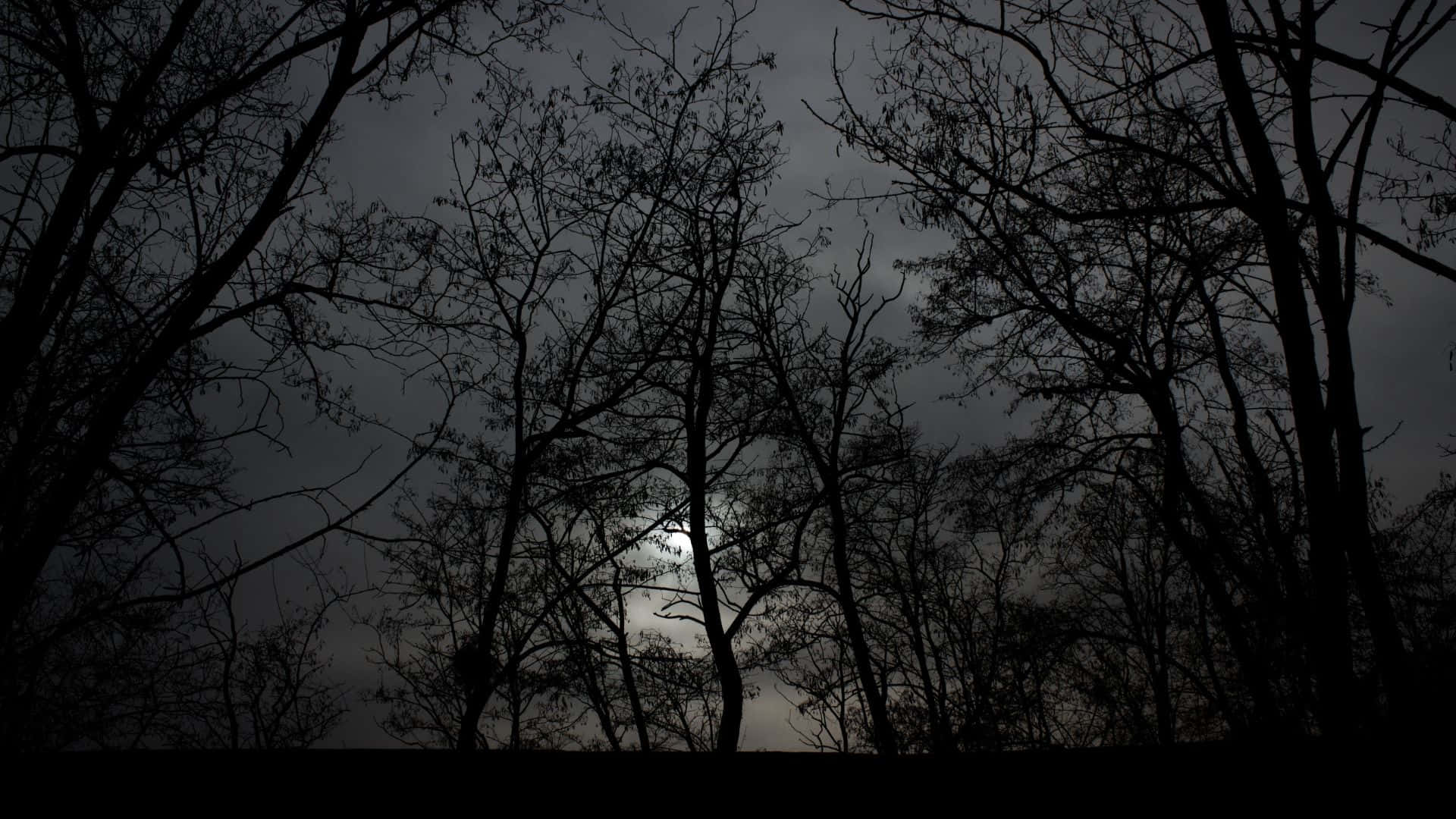 Haunted Forests, silhouetted bare trees, pale moon, Full HD Desktop Wallpaper