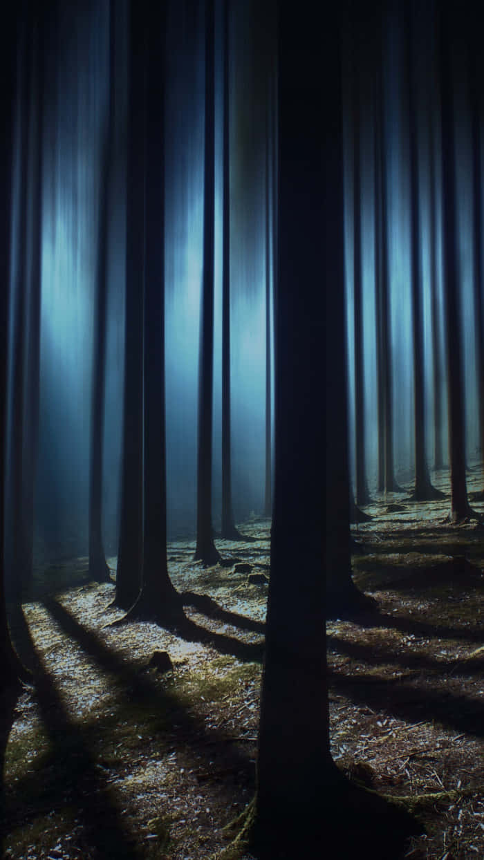 haunted forests, blue moonlight, tall tree trunks, SD Phone Wallpaper