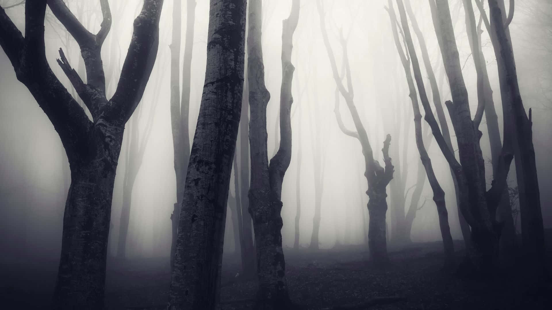 haunted forests, moonlight, misty forest, Full HD Desktop Wallpaper