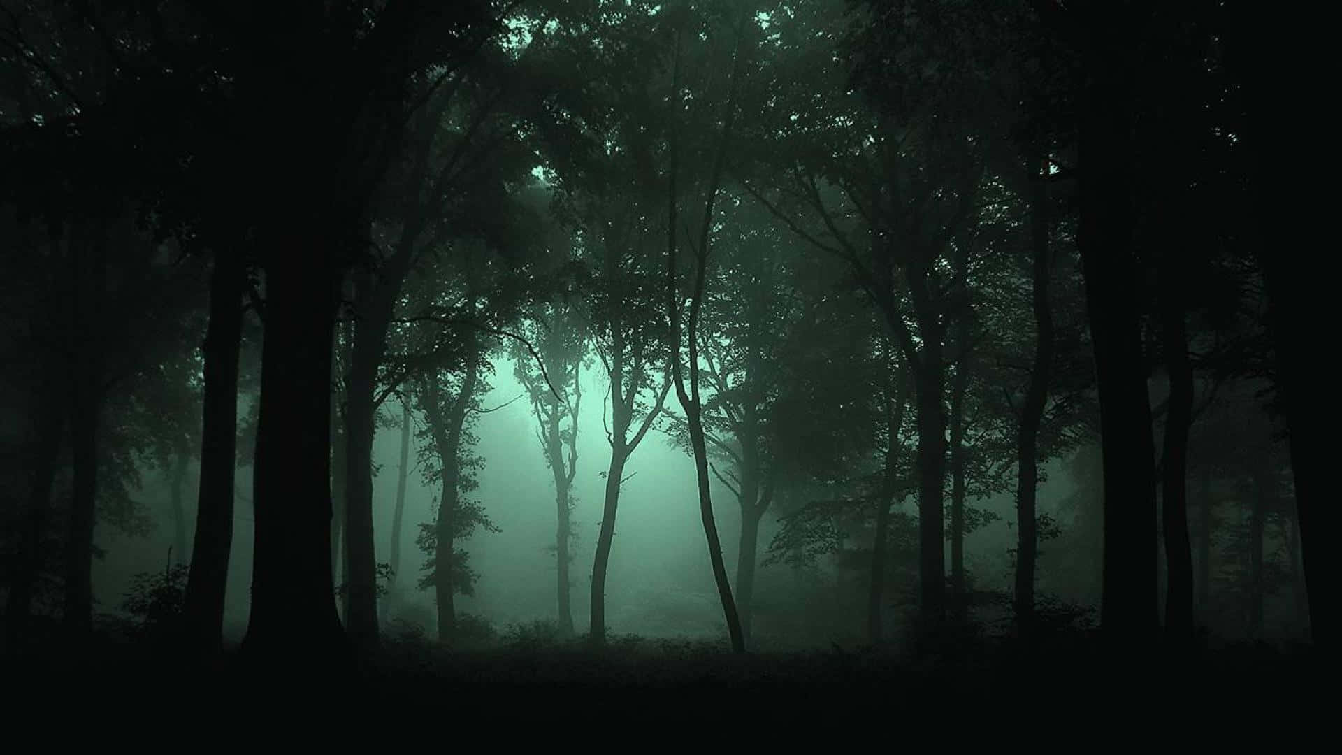 Haunted Forests, misty forest, night, Full HD Desktop Wallpaper