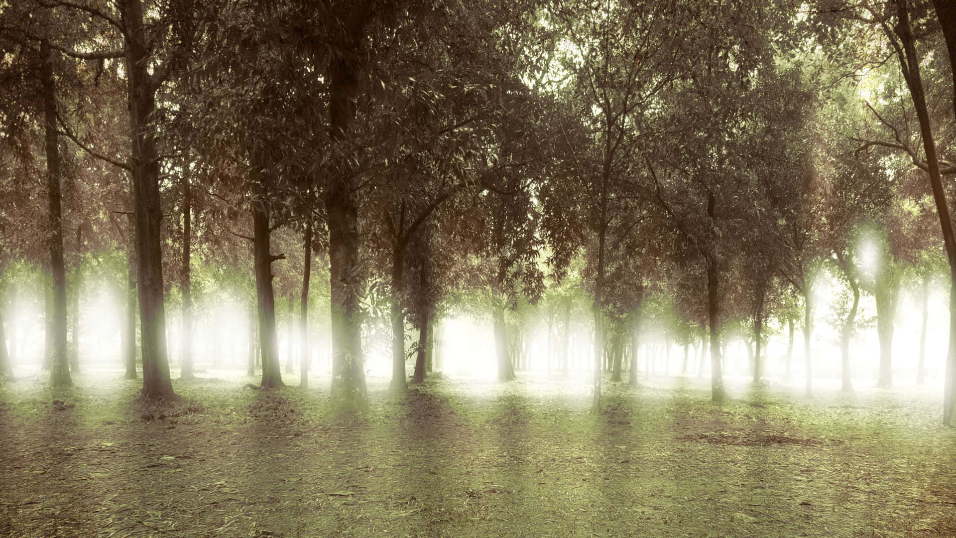 Haunted Forests, sunlight, dense trees, Full HD Desktop Wallpaper