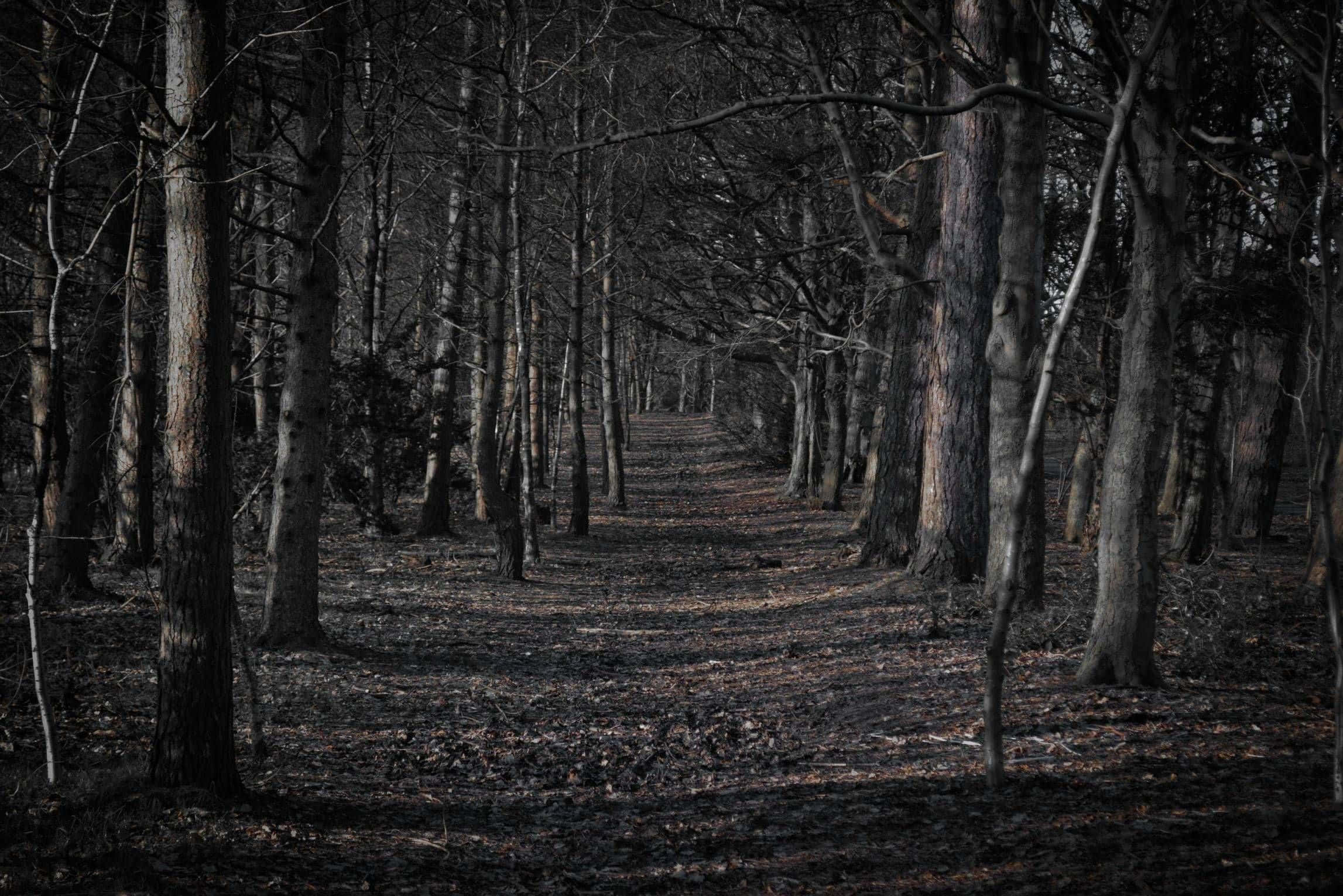 Haunted Forests, narrow path, dense shadowy forest, Full HD Desktop Wallpaper