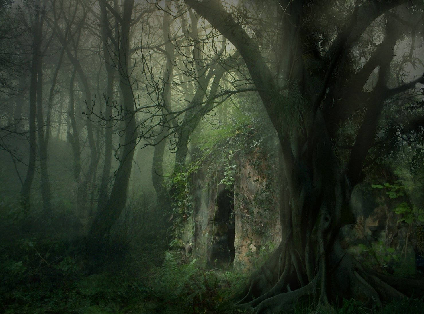 mystical forest, ancient gnarled trees, mossy ruins, HD Desktop Wallpaper