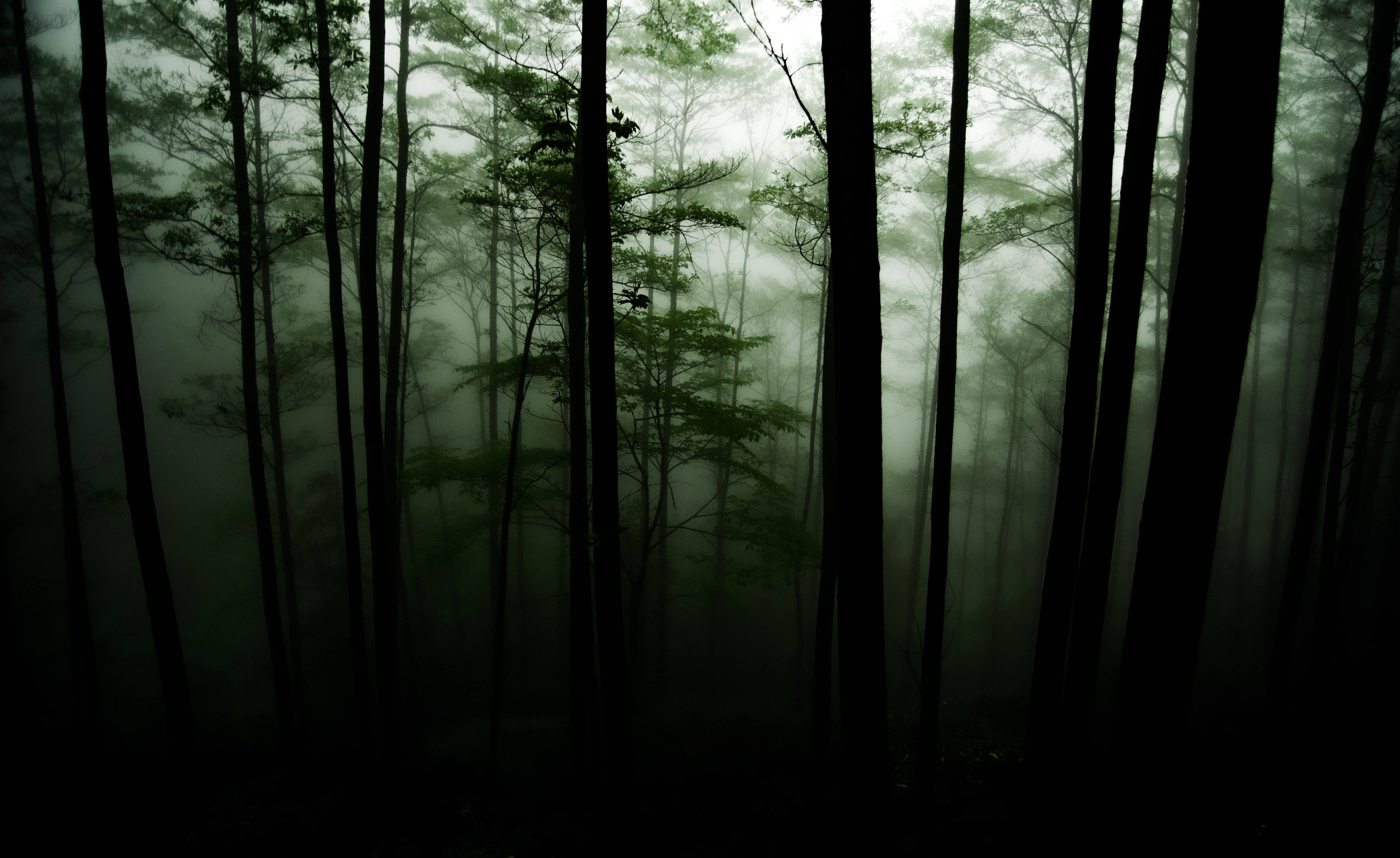 green dark forest mist, Mystical Dark Forest, tall dark trees, 4K Desktop Wallpaper