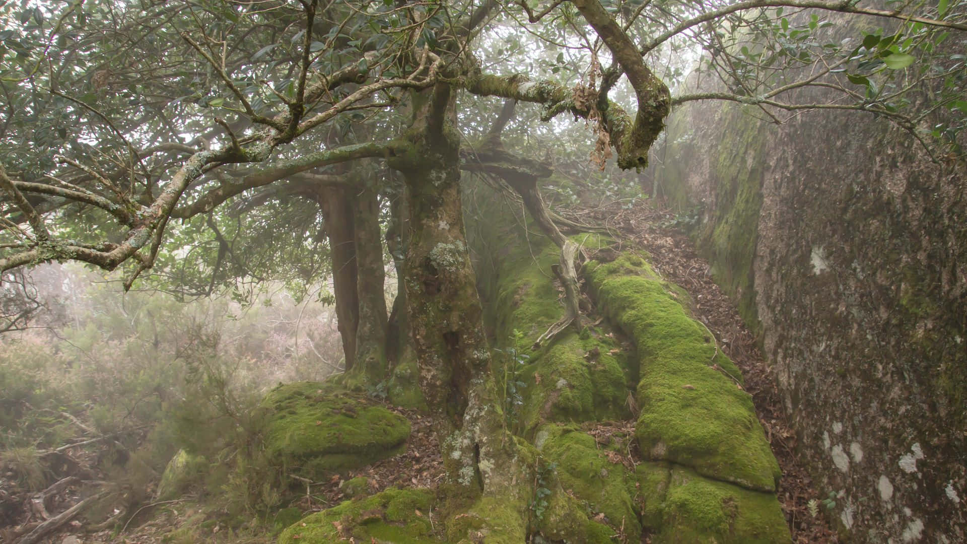 Haunted Forests, misty forest path, ancient moss-covered trees, Full HD Desktop Wallpaper