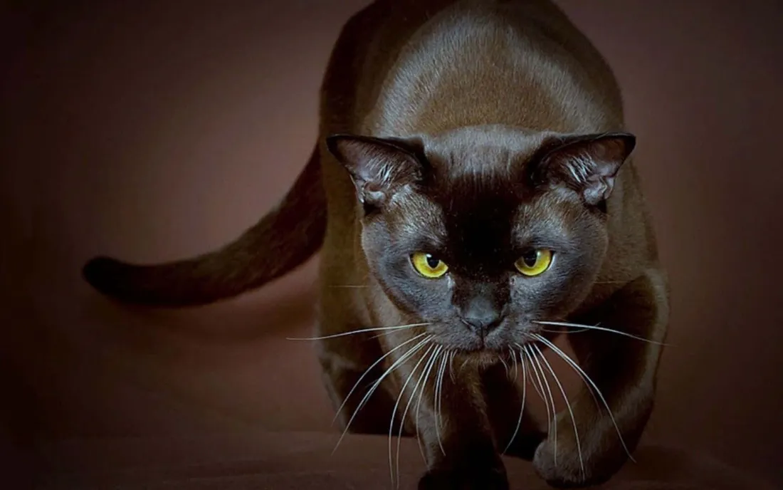 Havana Brown Cat