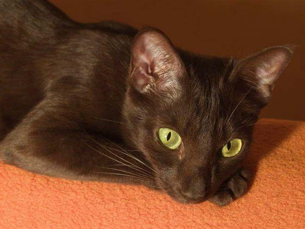 Havana Brown Cat, dark brown, green eyes, SD Desktop Wallpaper
