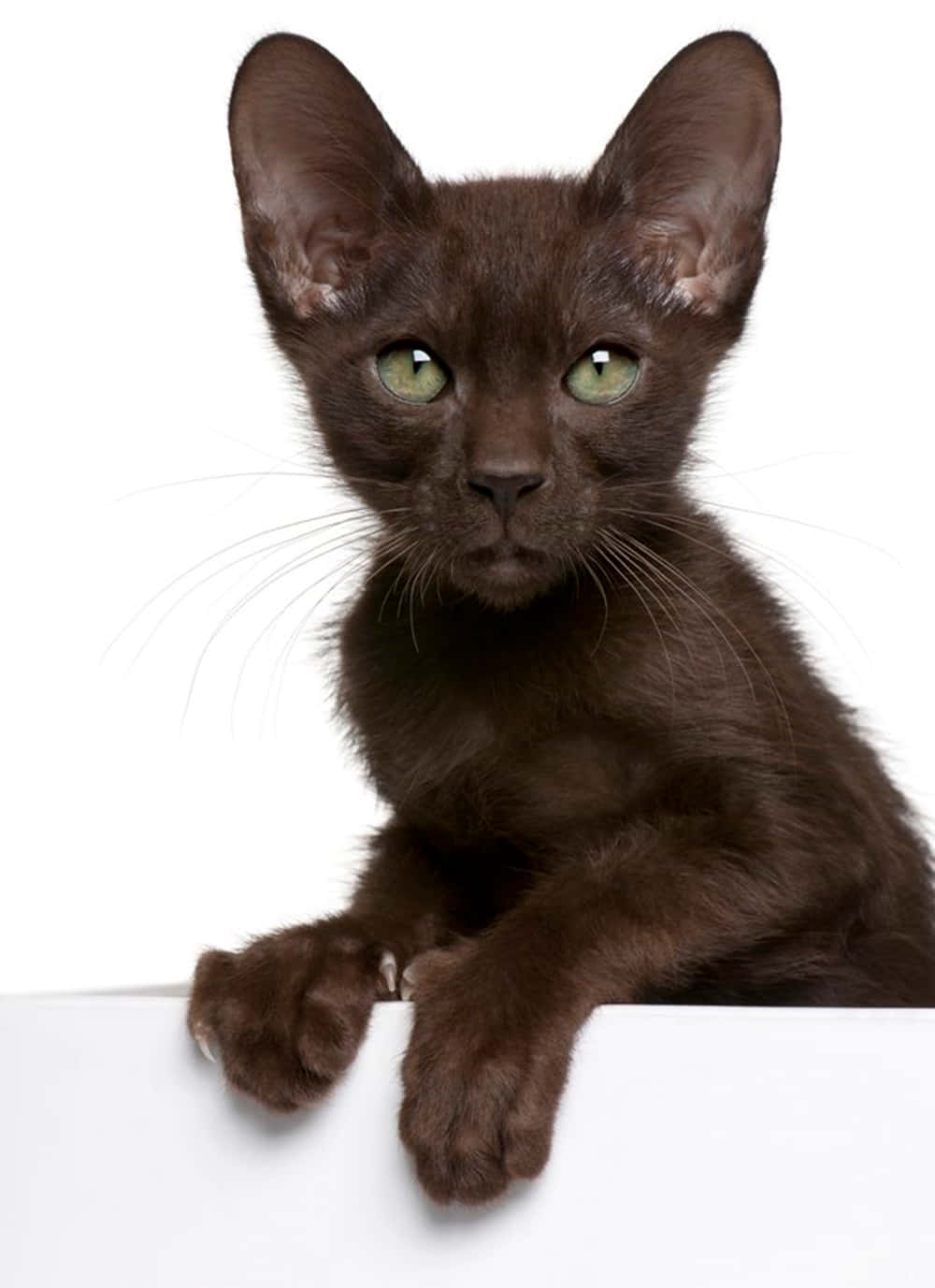Havana Brown Cat, green eyes, white surface, HD Phone Wallpaper
