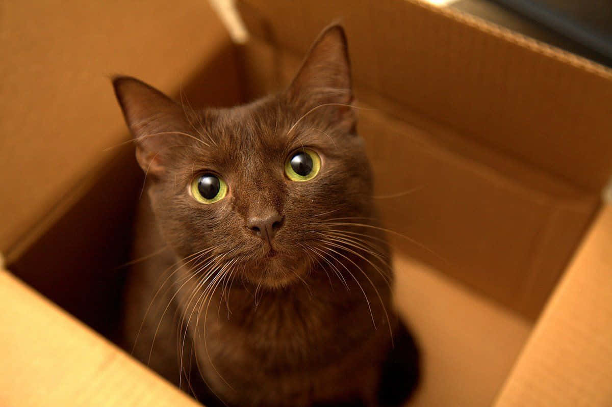 Havana Brown Cat, dark brown, bright green eyes, SD Desktop Wallpaper