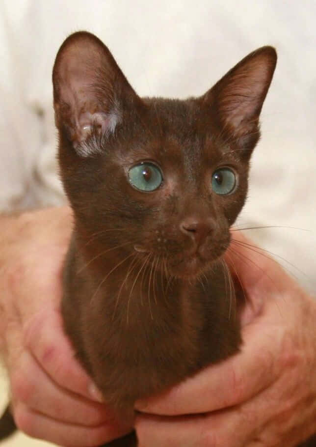 Havana Brown Cat, brown kitten, striking blue eyes, SD Phone Wallpaper