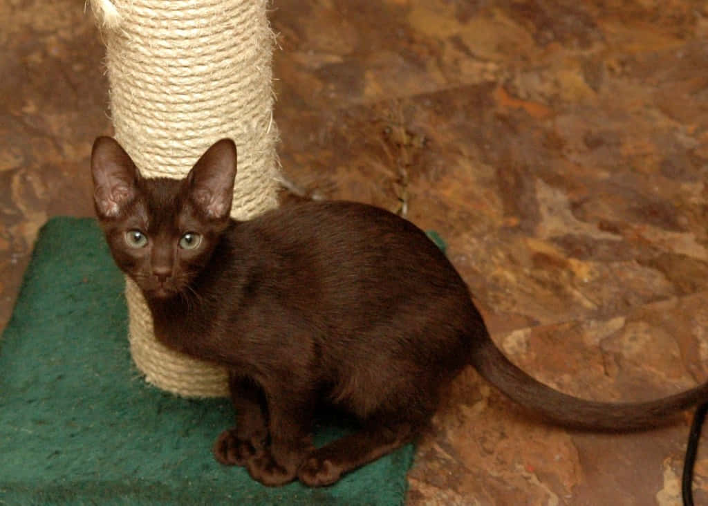 Havana Brown Cat, chocolate kitten, green mat, SD Desktop Wallpaper