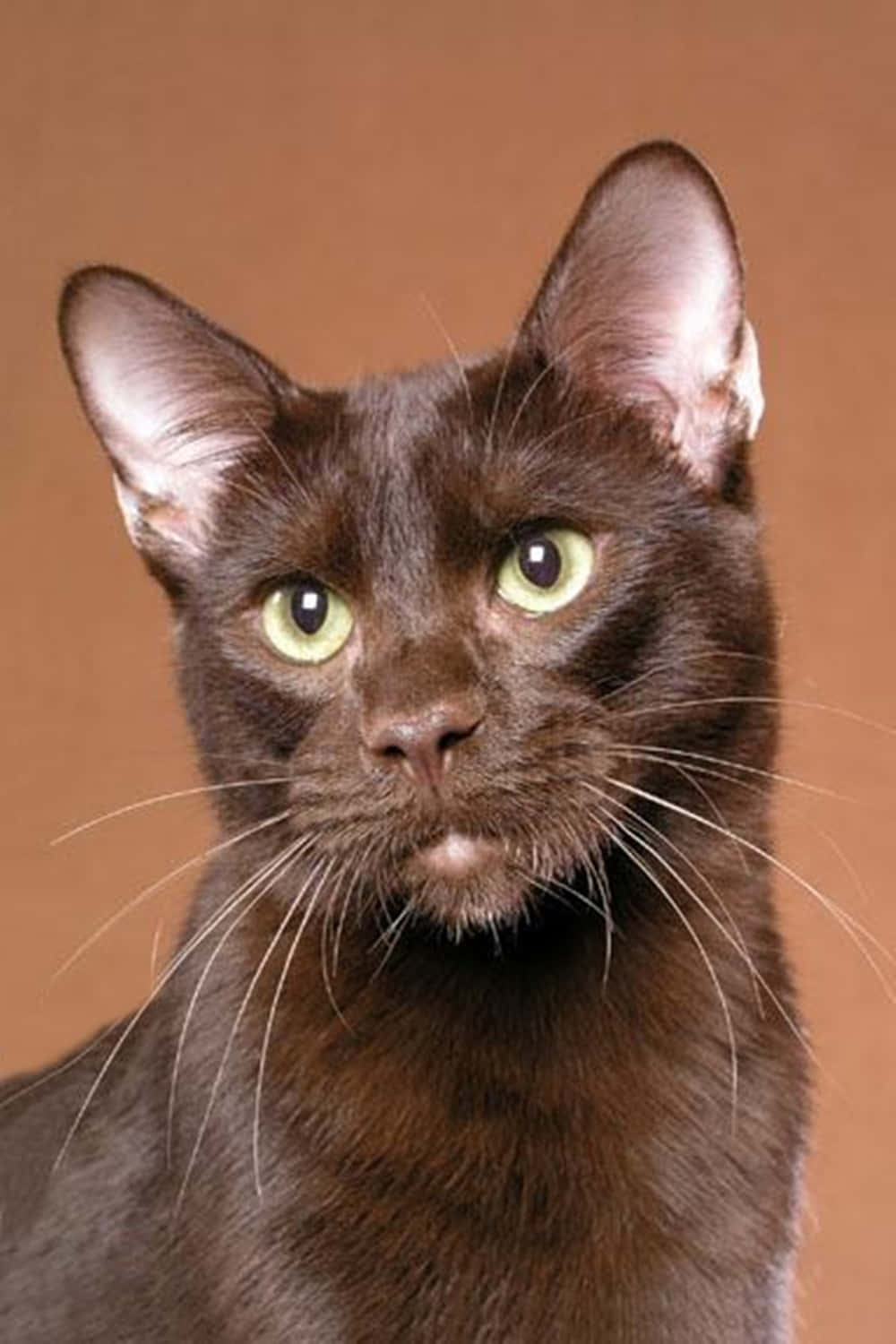 Havana Brown Cat, chocolate brown, green eyes, HD Phone Wallpaper