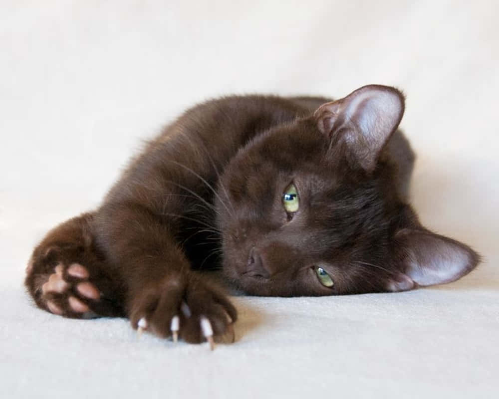 Havana Brown Cat, chocolate brown, green eyes, SD Desktop Wallpaper