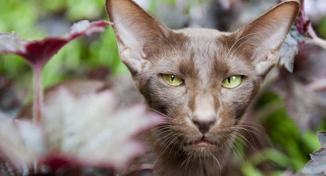 Havana Brown Cat, slender brown cat, striking green eyes, SD Desktop Wallpaper