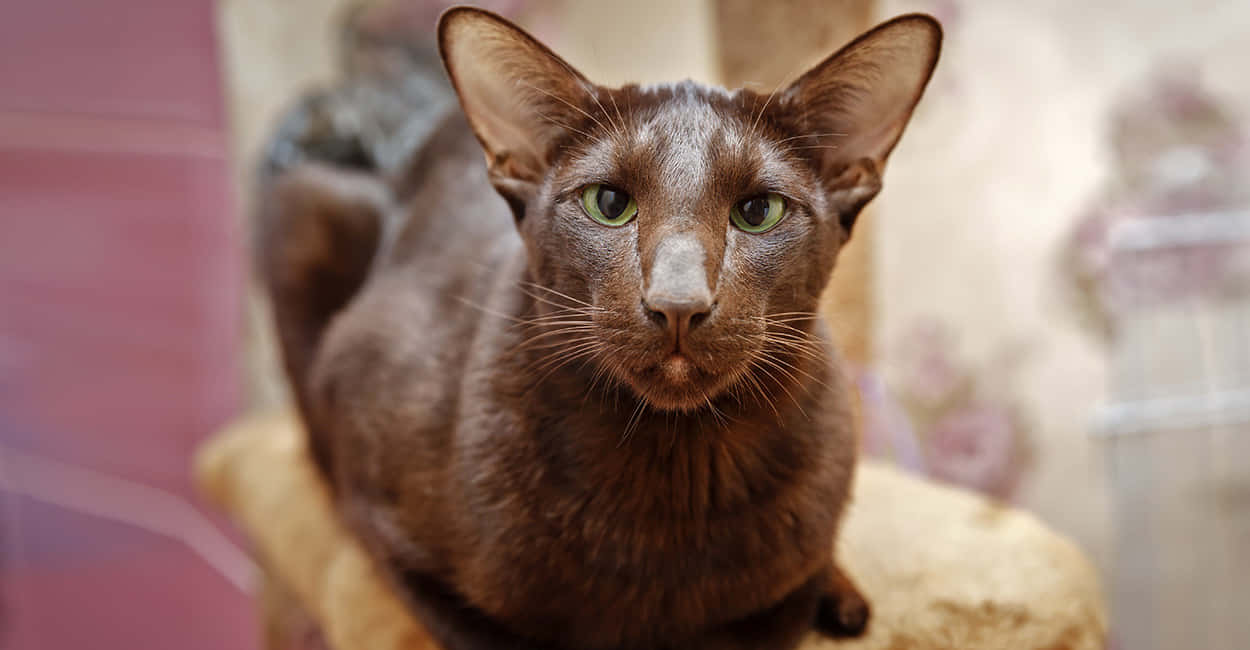 Havana Brown Cat, sleek brown cat, striking green eyes, SD Desktop Wallpaper