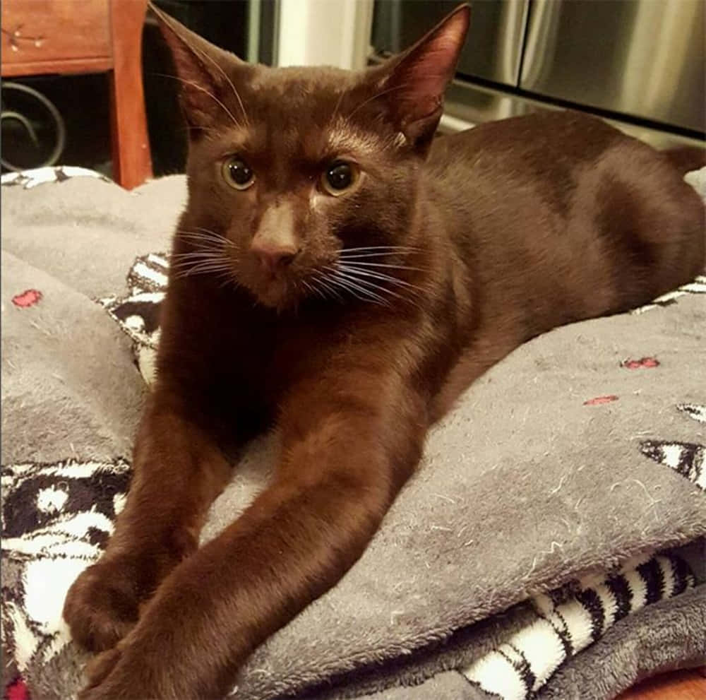 Havana Brown Cat, chocolate brown, patterned gray blanket, SD Desktop Wallpaper