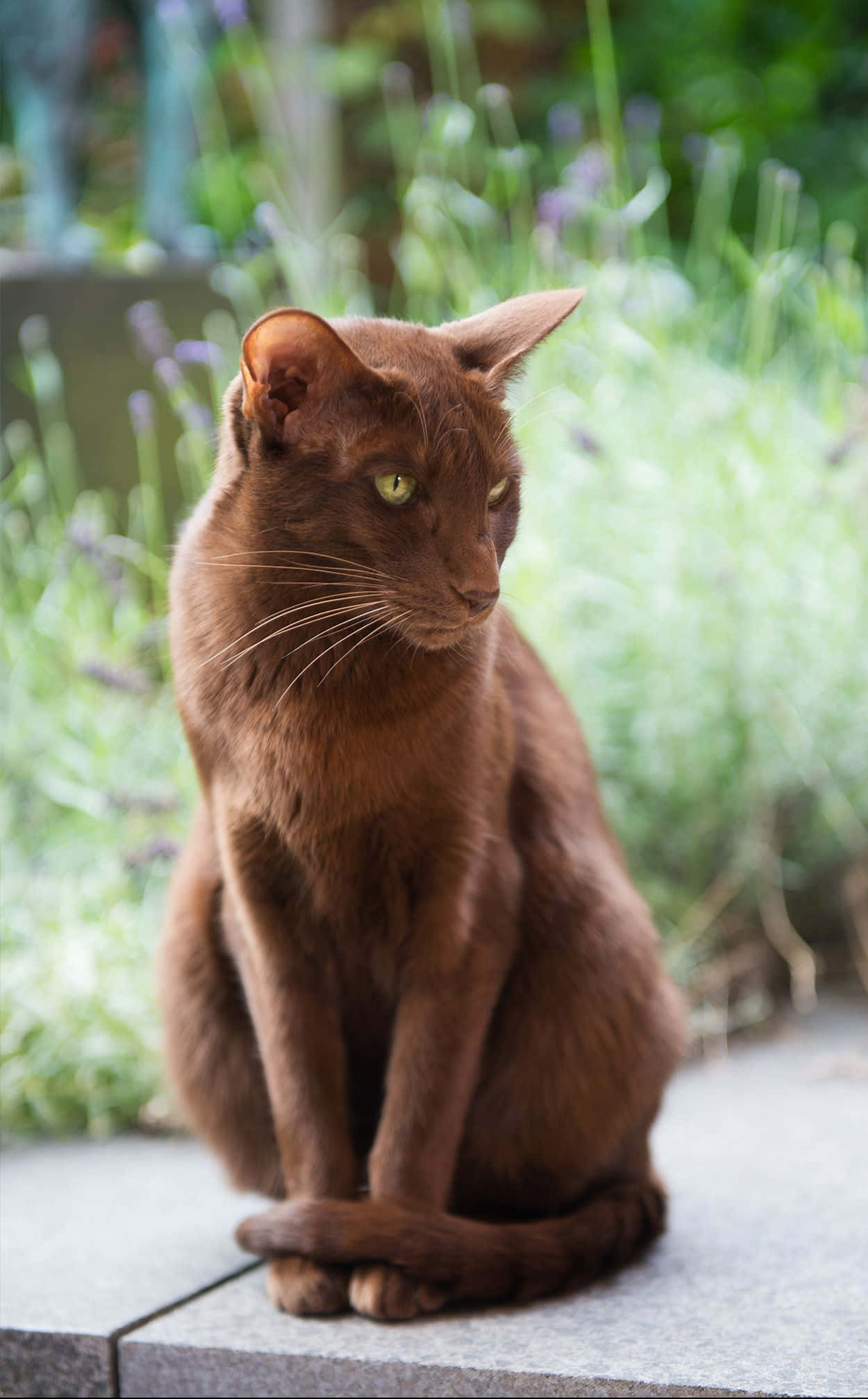 Havana Brown Cat, chocolate brown, green eyes, Full HD Phone Wallpaper