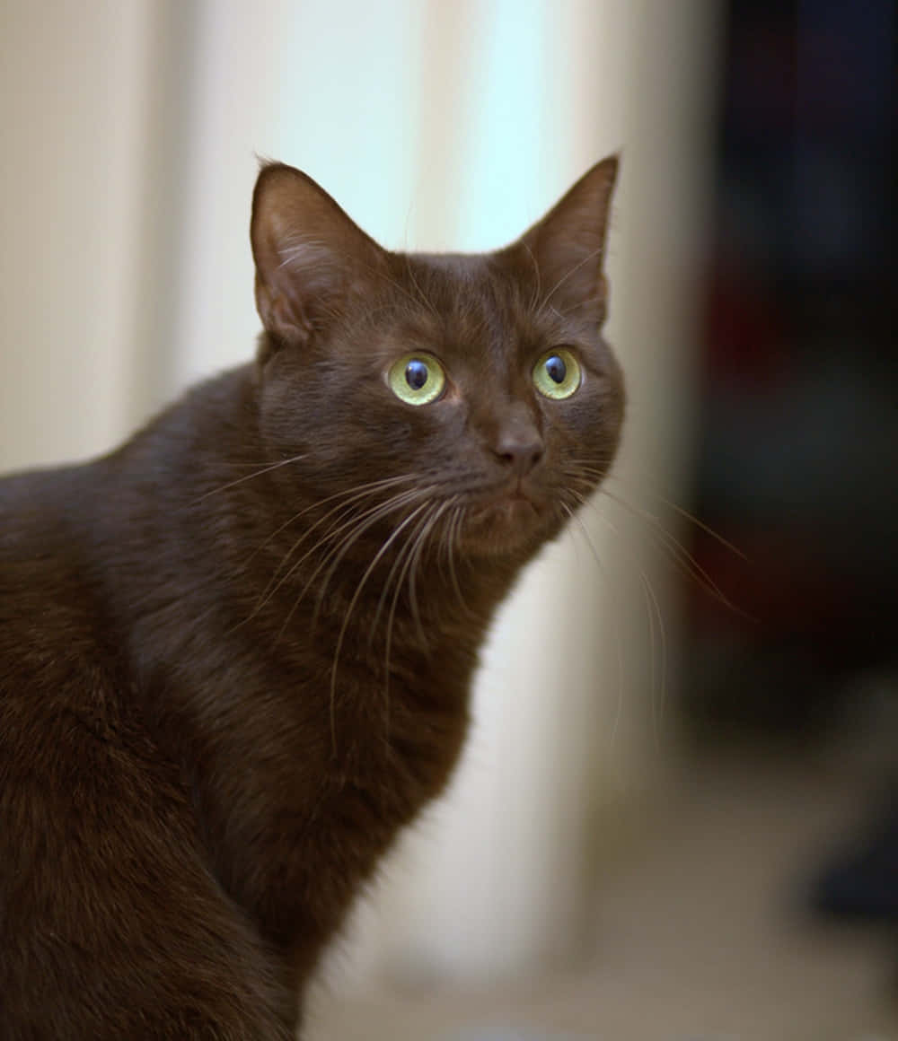 Havana Brown Cat, sleek brown cat, striking green eyes, SD Phone Wallpaper