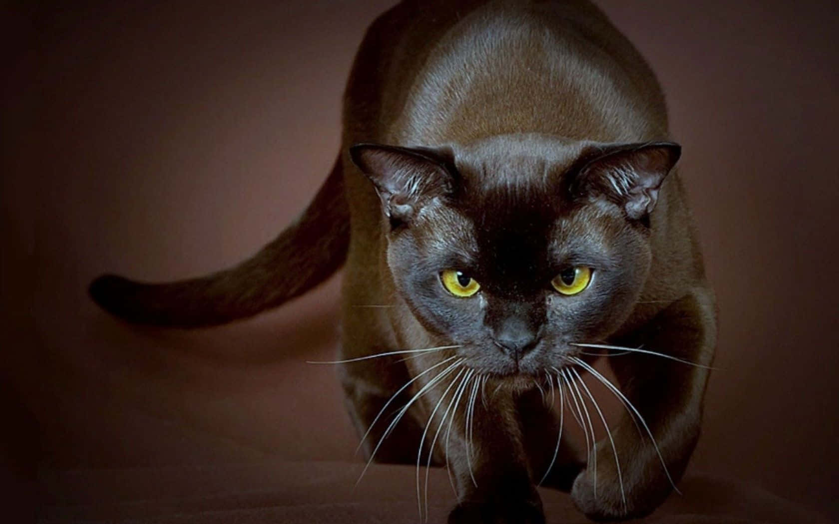 Havana Brown Cat, dark brown cat, yellow eyes, HD Desktop Wallpaper