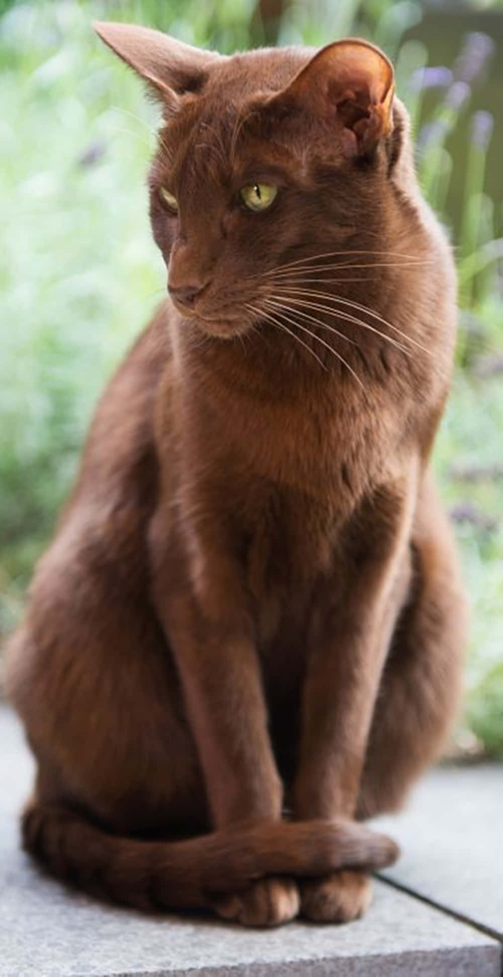 Havana Brown Cat, chocolate brown, green eyes, Full HD Phone Wallpaper