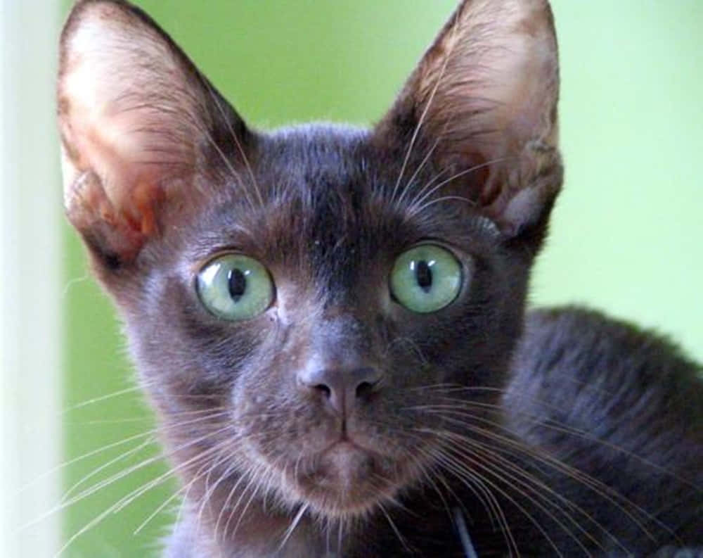 Havana Brown Cat, garden, dark gray cat, SD Desktop Wallpaper