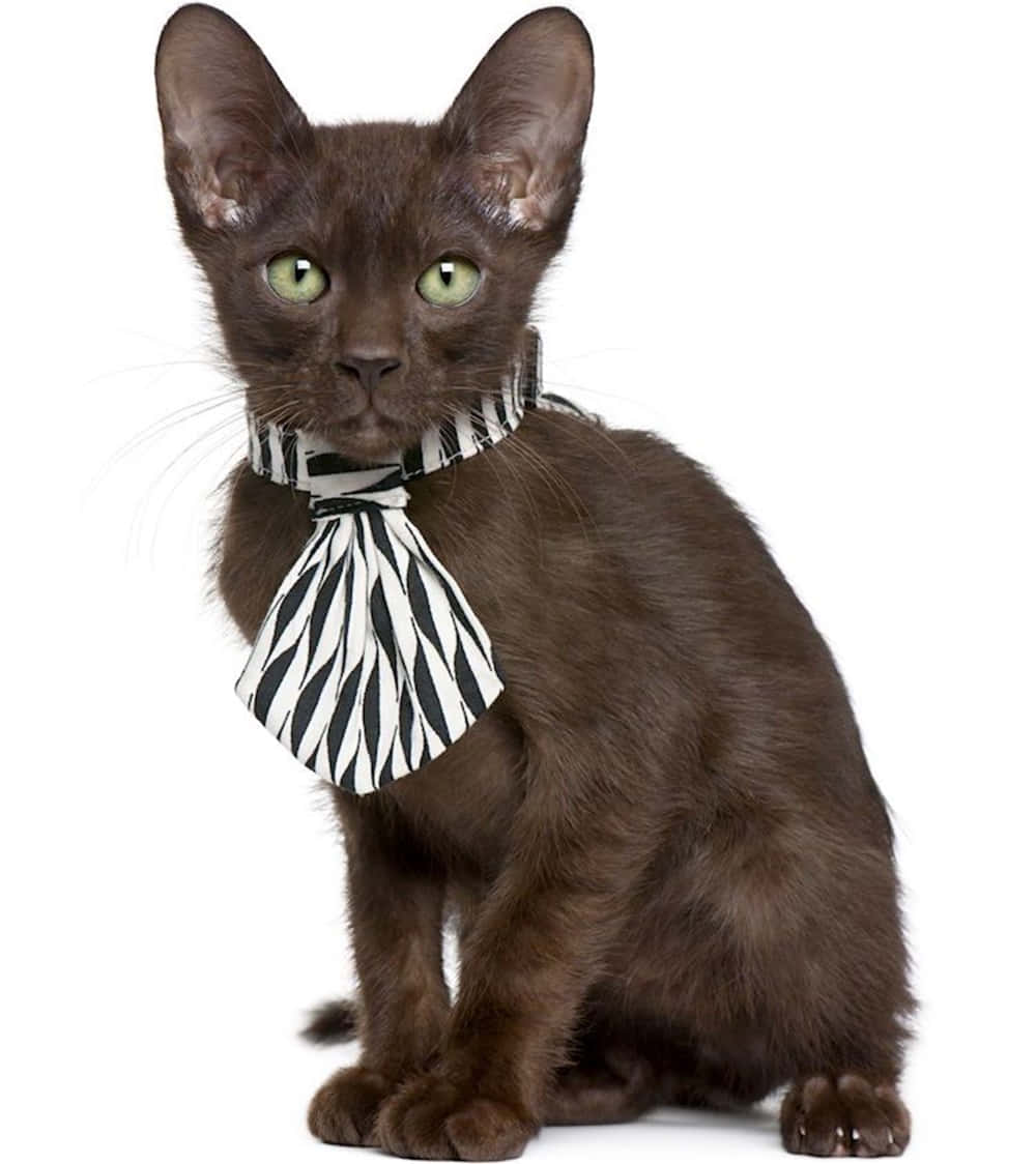 Havana Brown Cat, black and white striped bow tie, stark white background, SD Phone Wallpaper