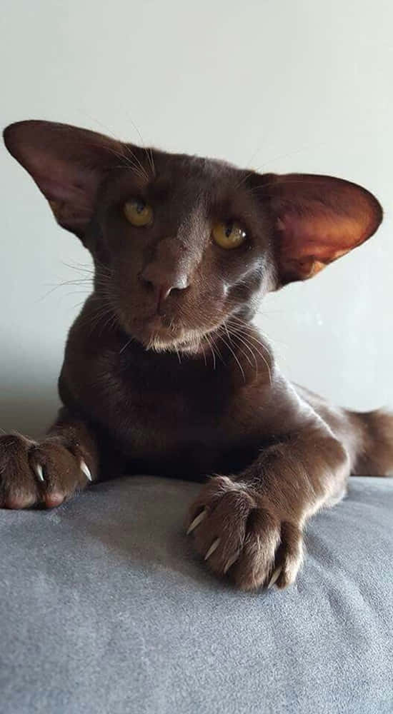 Havana Brown Cat, sleek dark brown cat, large ears, SD Phone Wallpaper