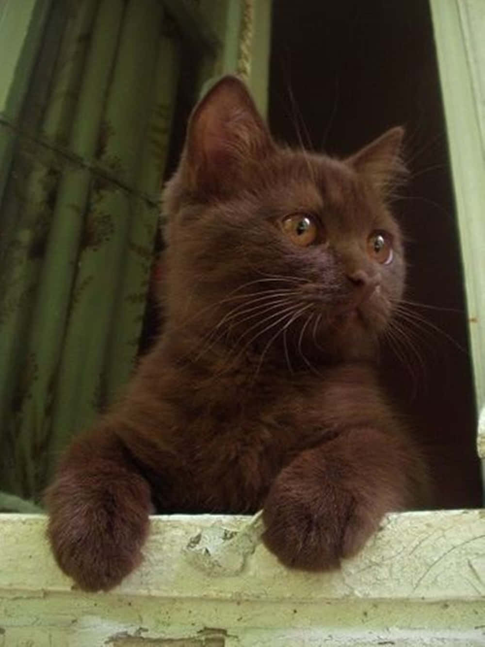 Havana Brown Cat, fluffy brown kitten, weathered window ledge, HD Phone Wallpaper