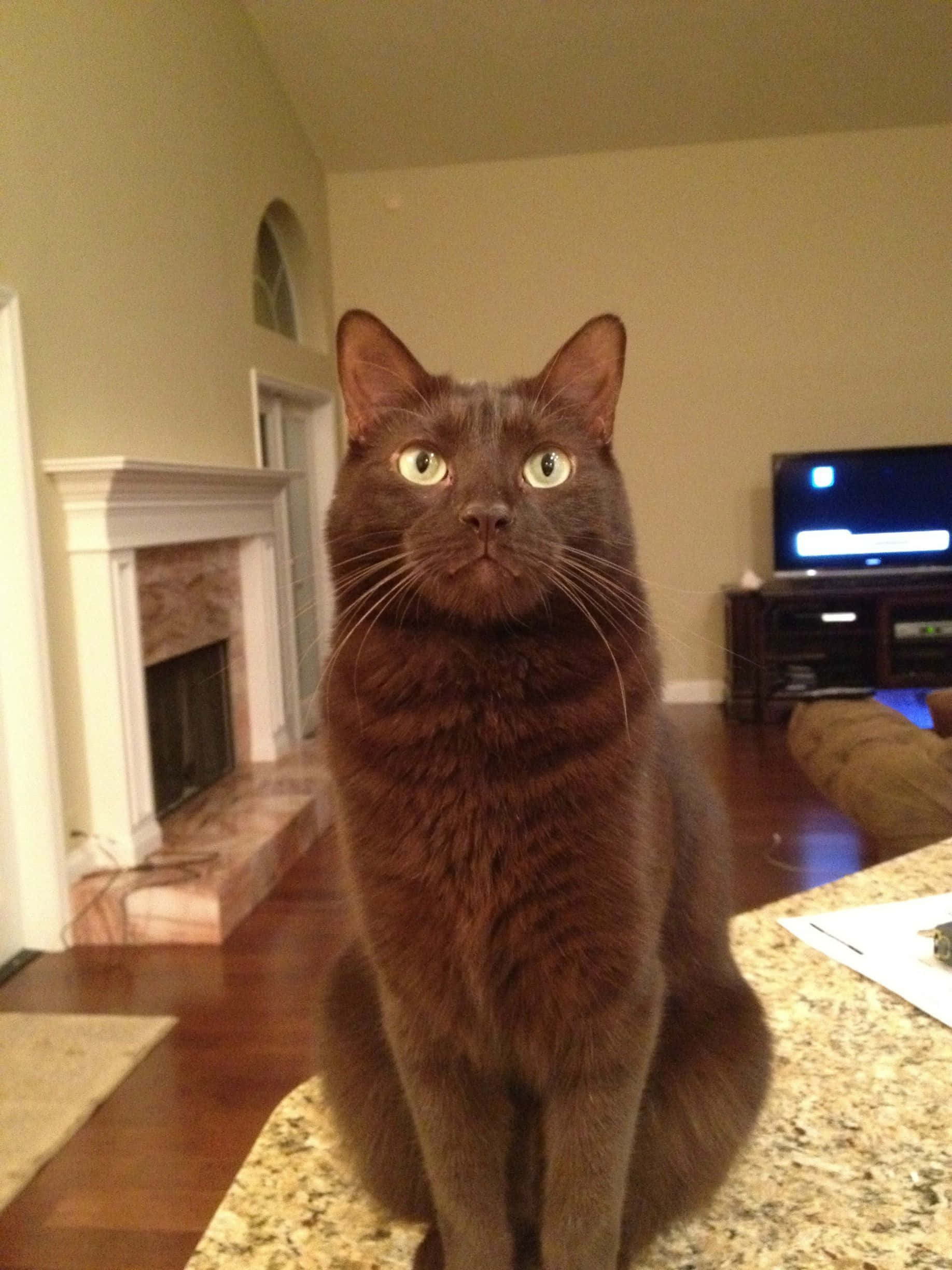 Havana Brown Cat, granite countertop, warmly lit living room, Full HD Phone Wallpaper