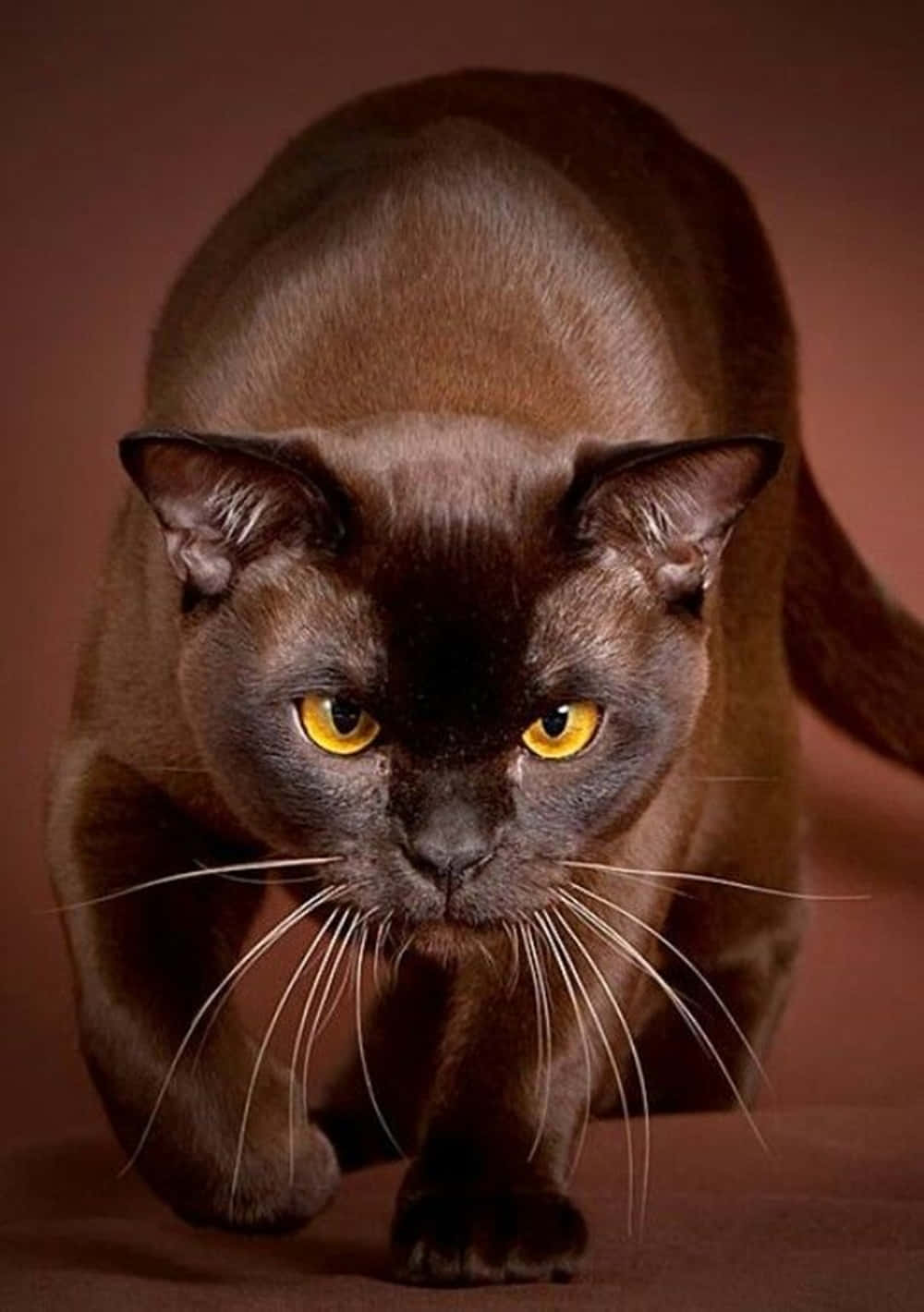 Havana Brown Cat, garden, sleek brown cat, HD Phone Wallpaper