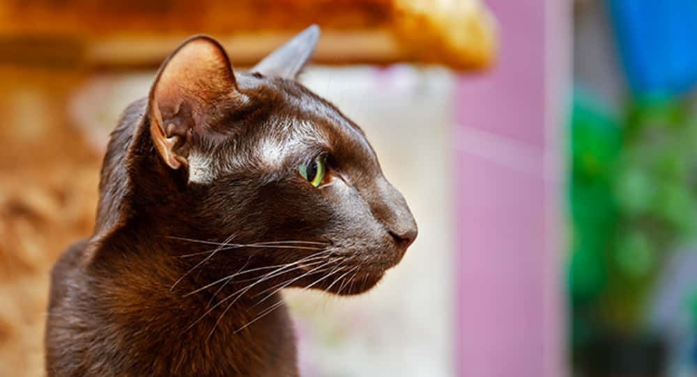 Havana Brown Cat, sleek brown cat, striking green eyes, SD Desktop Wallpaper