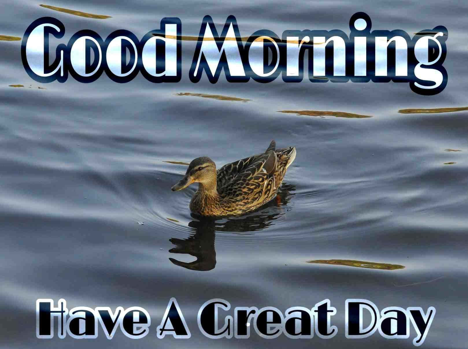 Morning Duck Floating, Good Morning Have A Great Day, soft morning light, HD Desktop Wallpaper
