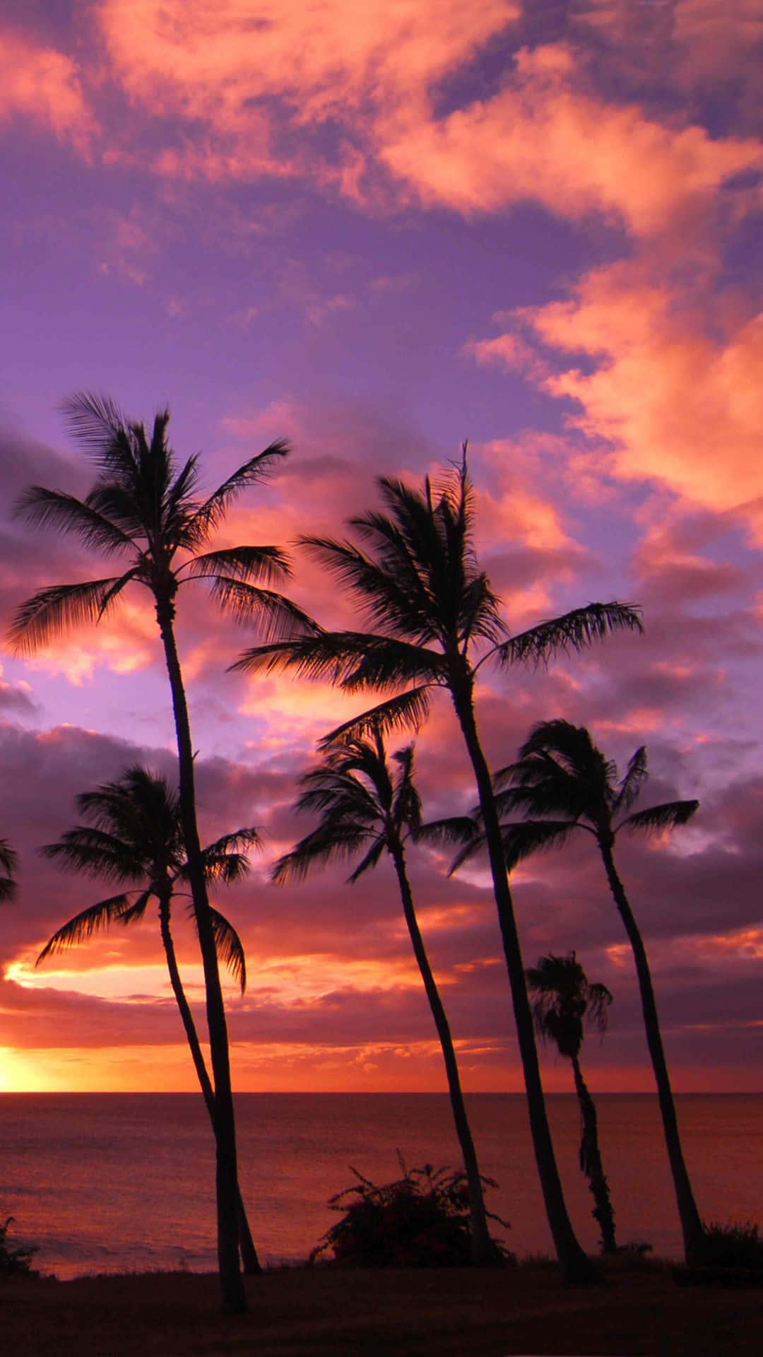 Hawaii iPhone, palm trees, fiery sunset sky, Full HD Phone Wallpaper