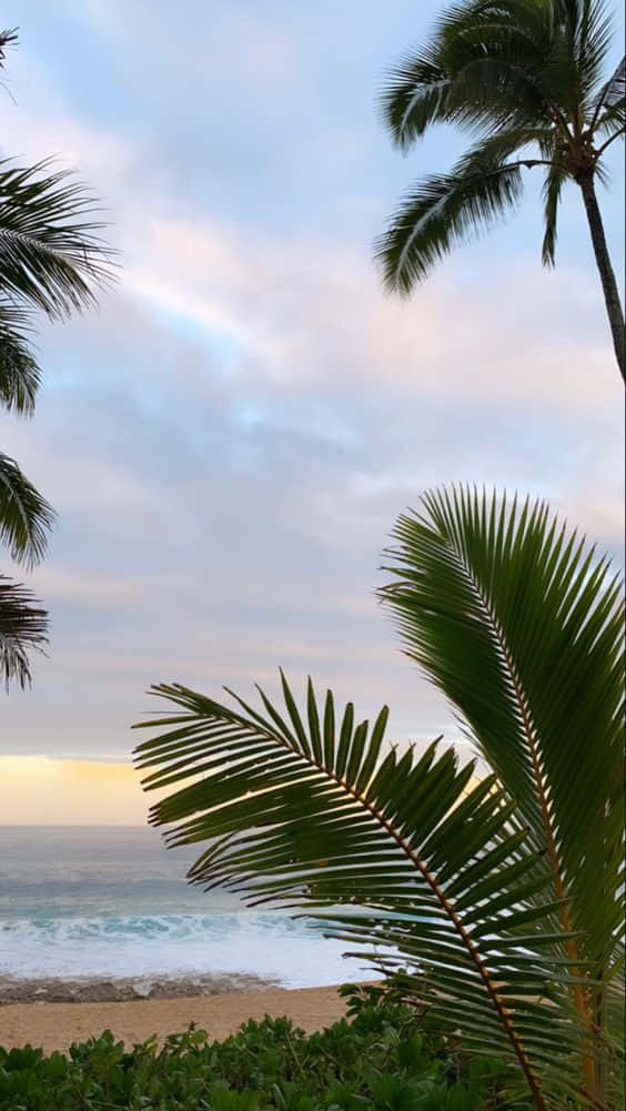 Hawaii, sunset, palm fronds, SD Phone Wallpaper