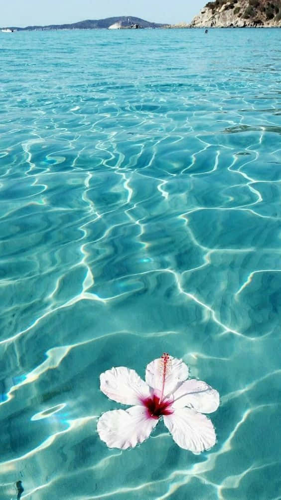 Hawaii iPhone, white hibiscus, red center, SD Phone Wallpaper