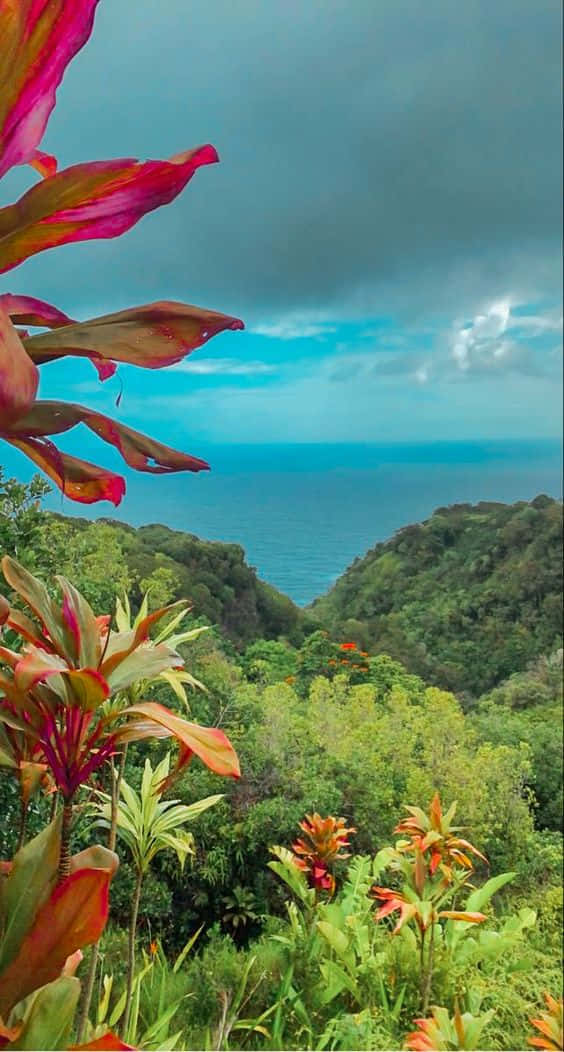 Hawaii iPhone, tropical foliage, lush green valley, SD Phone Wallpaper