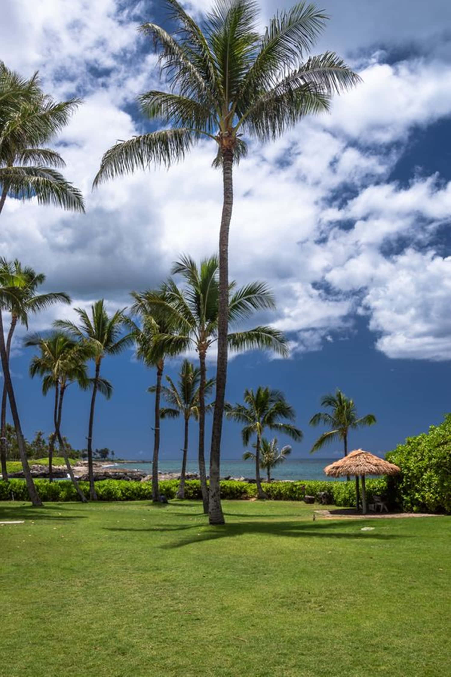 Hawaii, palm trees, blue sky, Full HD Phone Wallpaper