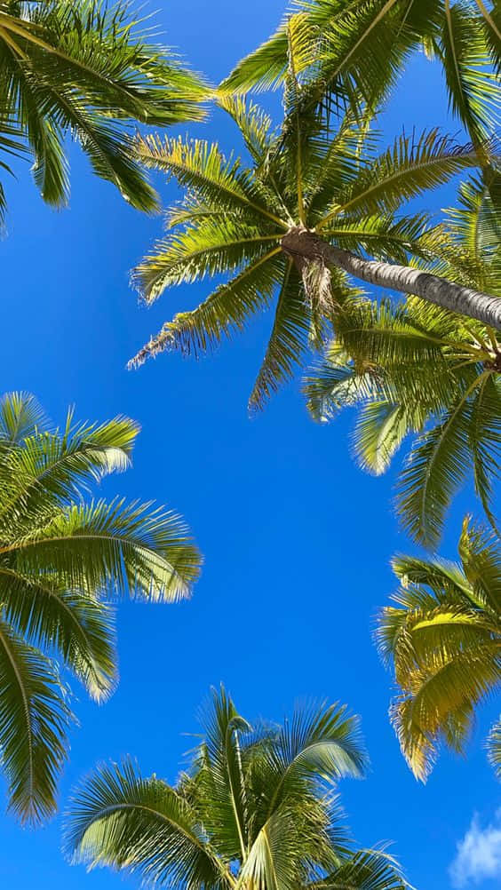 Hawaii iPhone, palm trees, vibrant blue sky, SD Phone Wallpaper