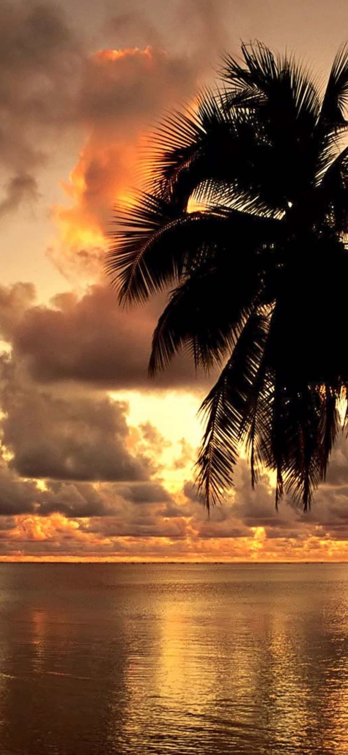 Hawaii iPhone, palm tree silhouette, dramatic sunset, Full HD Phone Wallpaper
