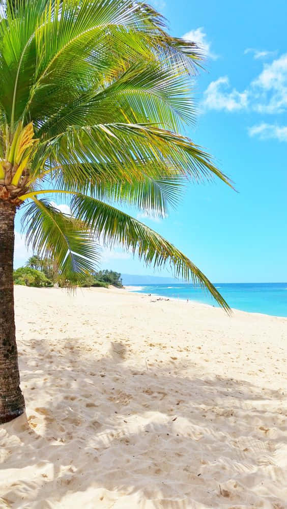 Hawaii, iPhone, palm tree, SD Phone Wallpaper