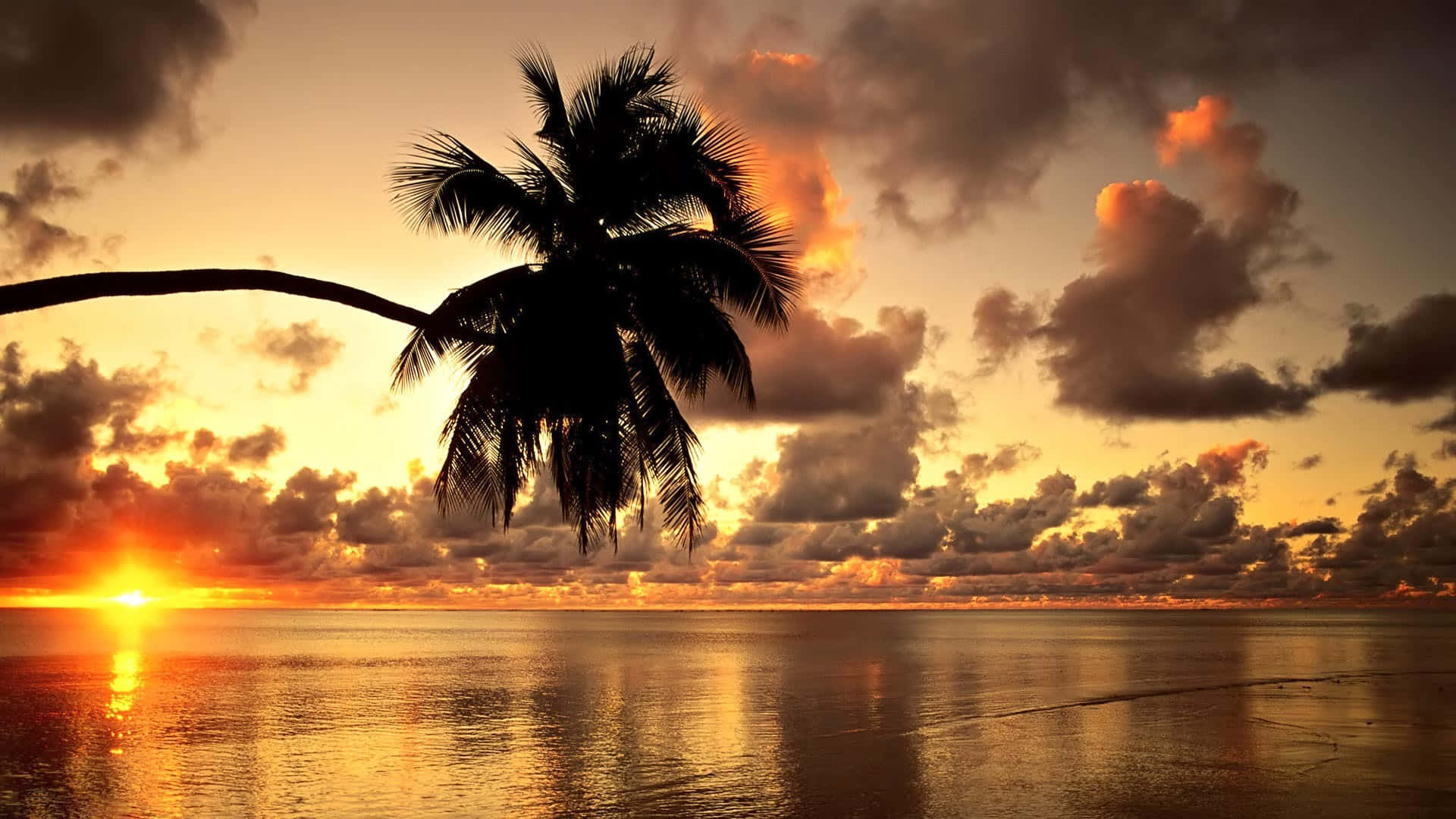 Hawaii Sunset, palm tree, fiery sunset, Full HD Desktop Wallpaper
