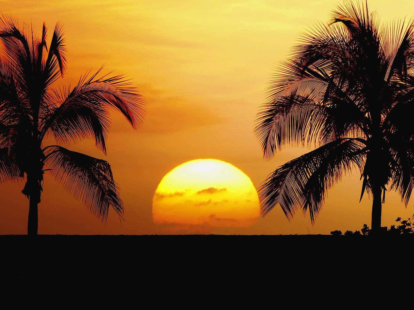 Hawaii Sunset, palm tree silhouettes, glowing orange sun, HD Desktop Wallpaper