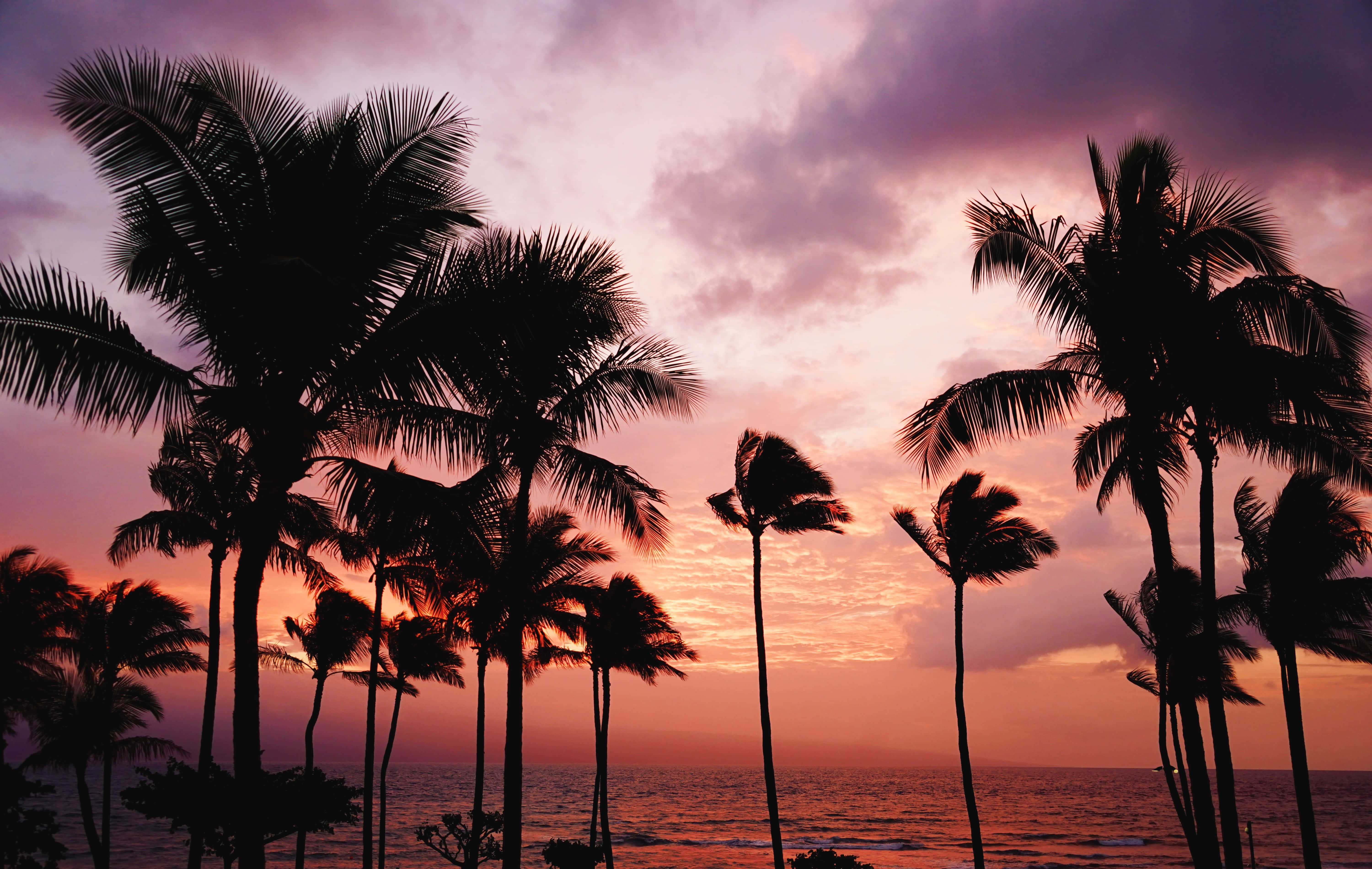 Hawaii Sunset, palm trees, vibrant purple, 5K Desktop Wallpaper