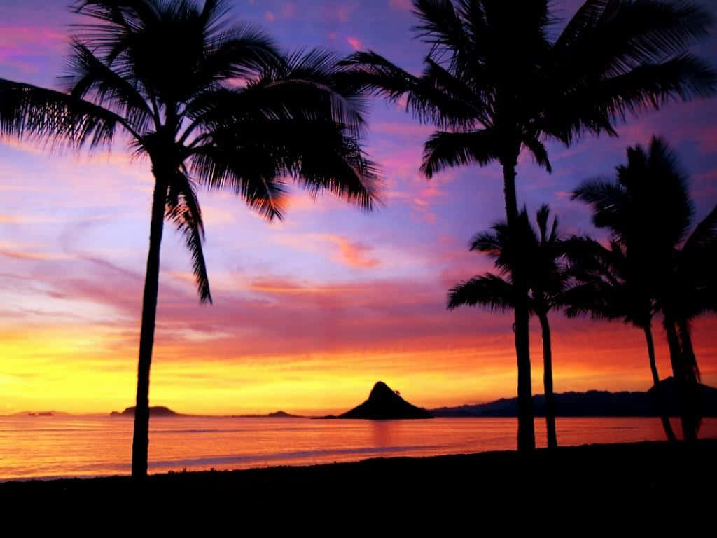 Hawaii Sunset, palm trees, vibrant sunset, SD Desktop Wallpaper