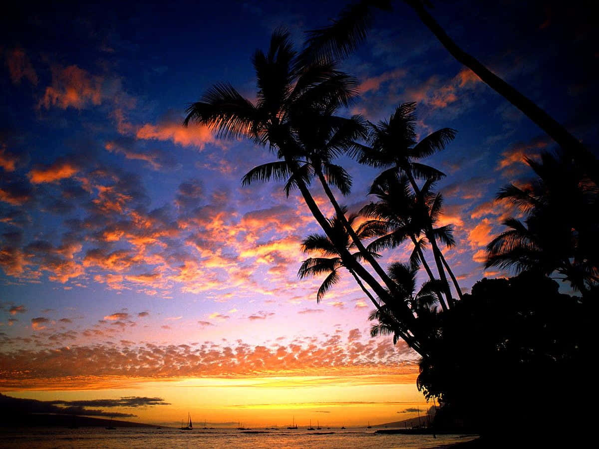 Hawaii Sunset, palm trees, vibrant sunset, SD Desktop Wallpaper