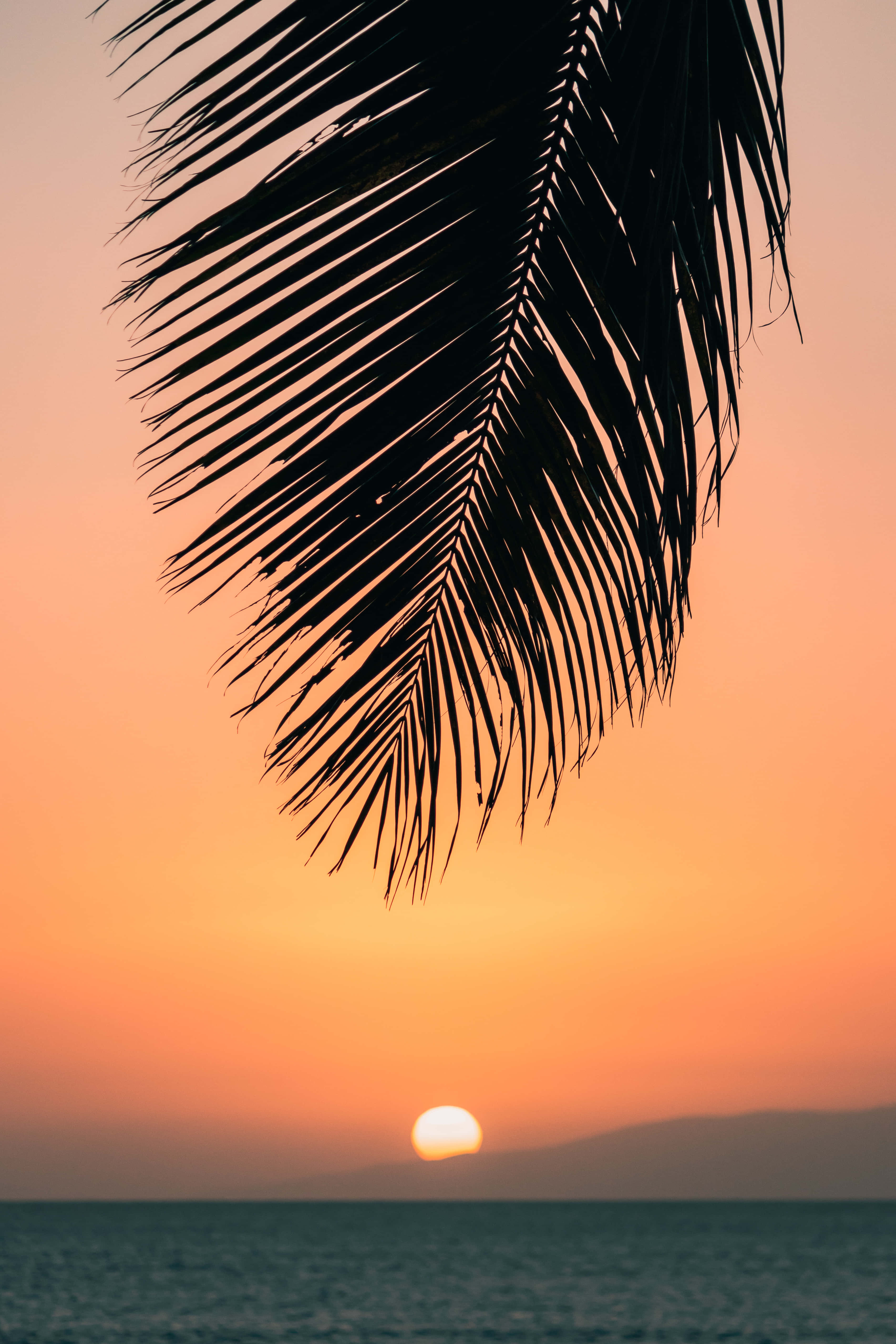 Hawaii Sunset, palm frond, glowing sunset, 5K Phone Wallpaper