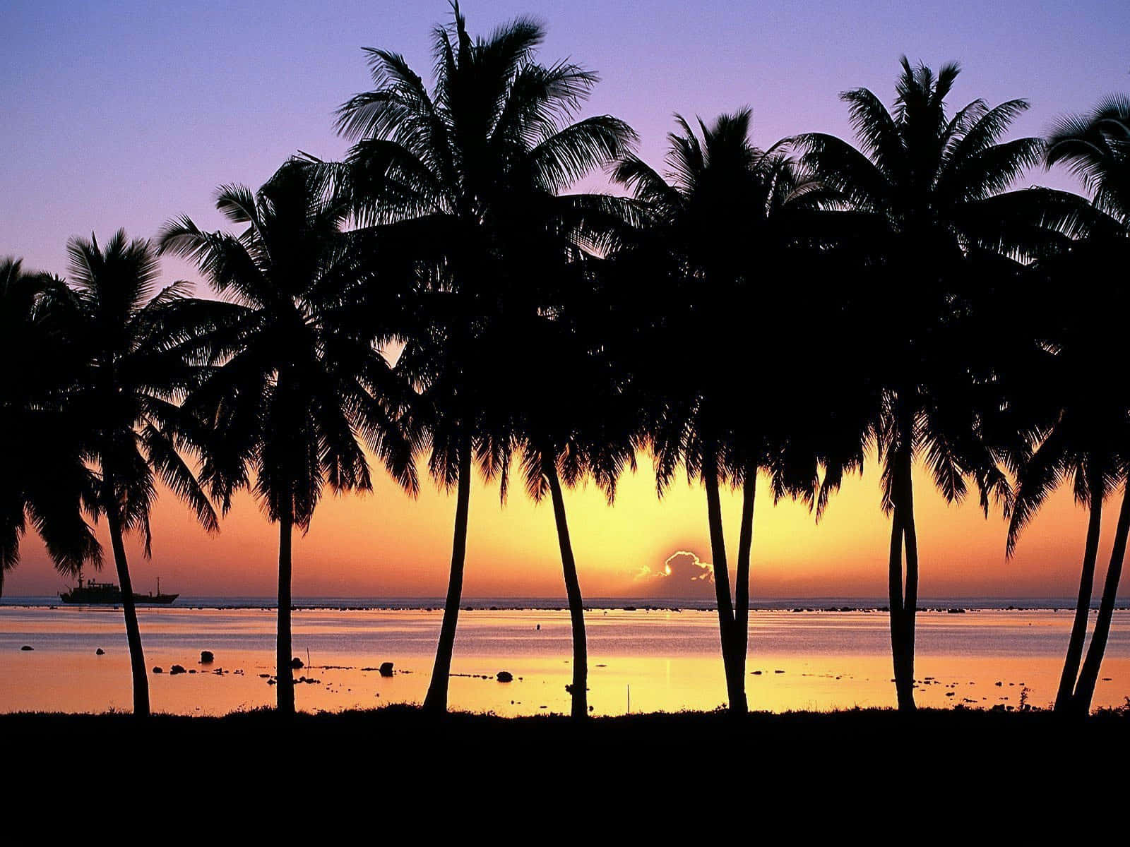 Hawaii Sunset, palm trees, vibrant orange and purple sunset, HD Desktop Wallpaper
